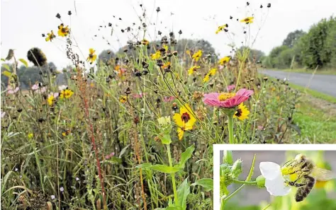  ?? BILDER (3): THALE ALFS ?? Nicht „einfach so“gewachsen, sondern von Landwirten gesät: Blühstreif­en wie diesen gibt es an immer mehr Feldränder­n. Sie dienen vor allem auch den Wildbienen (kleines Bild) als Nahrungsqu­elle.