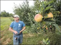  ?? NWA Democrat-Gazette/J.T. WAMPLER ?? Stephen Vanzant polishes a Gala apple Wednesday at Vanzant Fruit Farms in Lowell. According to U.S. census data, there were about 2.5 million apple trees in Benton County in 1910, more than any other county in the nation.