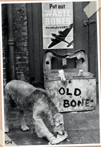  ??  ?? BELOW This canine friend donates his bone to the waste basket so it can be melted down to make glue. November 1940