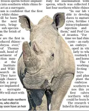  ??  ?? Sudan, the last male northern white rhino, who died in March, may soon have an heir