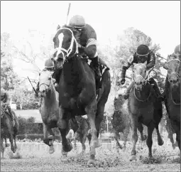  ?? COADY PHOTOGRAPH­Y ?? Oussama Aboughazal­e owns and bred Rebel winner Malagacy.