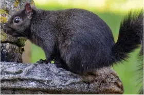  ??  ?? Unusual: This black squirrel was seen in a Bedfordshi­re garden