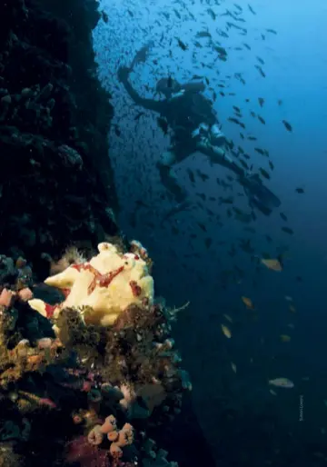  ??  ?? BELOW Dramatic topography wreathed in profuse life – Puerto Galera diving will surprise and delight
NAVIGATOR
Puerto Galera is accessible by ferry via the public port in Batangas, 110 km south from Manila. Several resorts like Atlantis offer private...
