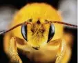  ??  ?? Hier siehst du ein Exemplar des „Flinken Fliegers“, das in Westaustra­lien entdeckt wurde. Die Männchen sind heller als die Weibchen. Diese Bienen gelten als sehr schnelle Flieger. Und wenn sie einen Menschen stechen, können sie danach einfach...