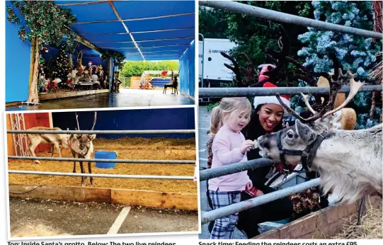  ??  ?? Top: Inside Santa’s grotto. Below: The two live reindeer Snack time: Feeding the reindeer costs an extra £95