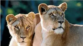  ??  ?? Wellington Zoo lionesses Djane and Zahra were euthanised yesterday.