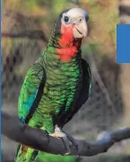  ??  ?? CUBAN PARROT A species of bird endemic to Cuba