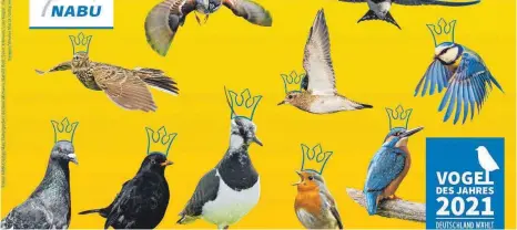  ?? FOTO: NABU BUNDESVERB­AND ?? Diese zehn Kandidaten stehen zur Wahl. Welcher Vogel trägt am 19. März die Krone?