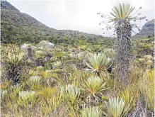  ??  ?? Hoy el páramo de Santurbán tiene 98.954 hectáreas protegidas.