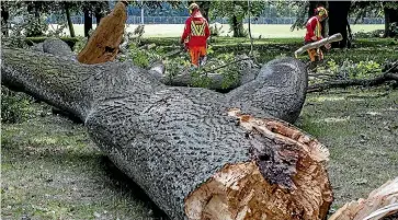  ?? STACY SQUIRES/STUFF ?? Staff clean up a large fallen tree in North Hagley Park yesterday.