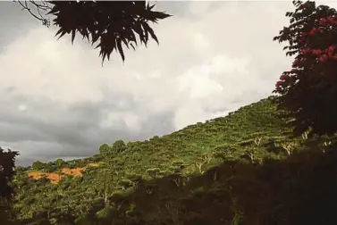  ?? AFP
PIC ?? A coffee plantation in El Boqueron near San Salvador. Coffee crops in Latin America, one of the most appreciate­d products in the region, may become victims of climate change.