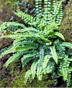  ??  ?? Asplenium trichomane­s, maidenhair spleenwort, is an evergreen epiphytic fern. Thriving in cracks and crevices, it is suited to growing on a dry wall.