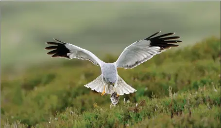 ?? ?? A hen harrier carries its prey back to its nest on Langholm Moor, Dumfries-shire. The nature reserve could double in size if the extra land can be purchased