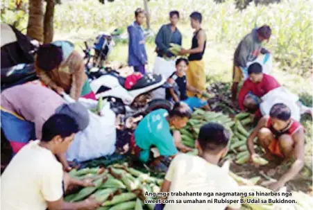  ??  ?? Ang mga trabahante nga nagmatang sa hinarbes nga sweet corn sa umahan ni Rubisper B. Udal sa Bukidnon.