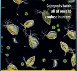  ??  ?? Copepods hatch all at once to confuse hunters.