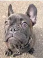  ?? ?? BOTTOM French bulldog