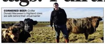  ?? ?? CORNERED BEEF: Crofter Donald Macsween’s Highland cows are safe behind their virtual barrier