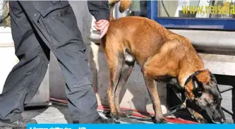  ??  ?? A German siniffer dog. —AFP