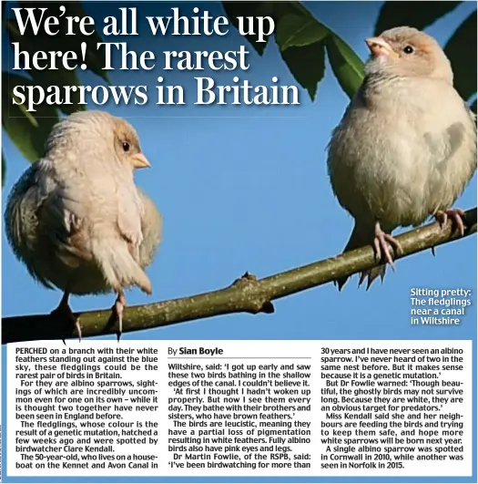  ??  ?? Sitting pretty: The fledglings near a canal in Wiltshire