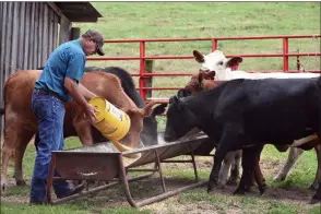  ??  ?? Kenny Hurley feeds the cattle on his farm in Cushman. The Hurleys raise crossbred cattle, as well as soybeans and hay.