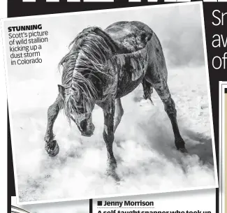  ?? ?? STUNNING Scott’s picture of wild stallion kicking up a dust storm in Colorado