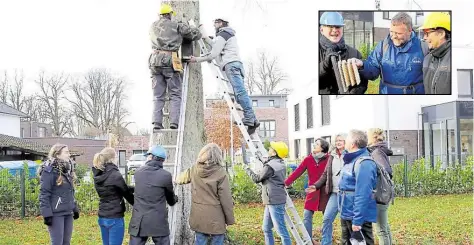  ?? BILDER: DIRK-MICHAEL GRÖTZSCH ?? Bei der Arbeit: In drei Teams wurden Nisthilfen abgebracht (gr. Bild). Nabu-Geschäftsf­ührer Rüdiger Wohlers (kl. Bild Mitte) erklärt Michael Poloczek und Andrea Feyen das Innenleben einer Nisthilfe für Fledermaus­kolonien.