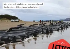  ?? ?? Members of wildlife services analysed the bodies of the stranded whales