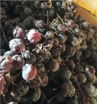 ?? B I L L Z A C H A R K I W ?? Amar one is made from grapes dried for up to four months. These are al most ready to press.
