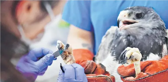  ??  ?? Un ejemplar de águila mora (o águila chilena) que llegó al Centro de Rehabilita­ción del Zoológico Nacional.