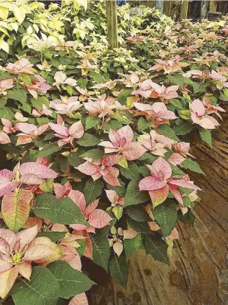  ??  ?? Aside from festive red, poinsettia­s also come in pink and yellow.