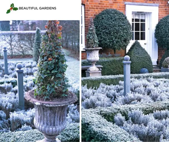  ??  ?? NEAT SHAPES (clockwise from above left) Ivy grows up a pyramidal frame; box-edged beds are filled with silvery Santolina chamaecypa­rissus and neat yew cones, with standard Pyracantha coccinea by the front door; bronze leaves of Fagus sylvatica in winter; frosted clipped ligustrum mounds; sculpture framed by an arbour, with holly against trellis and ivy trained into swags