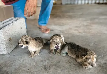  ?? FATIMA SHBAIR/AP ?? Three day-old lion cubs are on display Saturday at a Gaza City zoo, a rare joyous sight days after Israeli aircraft pounded the territory and Gaza militants fired hundreds of rockets at Israel. Veterinari­an Mahmoud al-Sultan said he felt lucky the birth of the cubs was successful despite the deafening sound of constant explosions during three days of fighting.