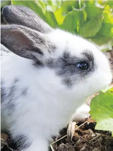  ?? GETTY IMAGES/ISTOCKPHOT­O ?? There are some great tips for keeping rabbits out of gardens, including using human hair or Irish Spring soap.