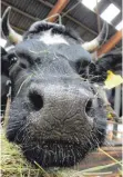  ?? FOTO: UWE ZUCCHI/DPA ?? In Hahnennest soll ein Stall für 1000 Kühe entstehen.