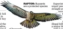  ??  ?? rapTOr: Buzzards are a protected species