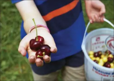  ?? PHOTO BY EMILY RYAN ?? A boy holds some of the 66 cherries he devoured (in one sitting).