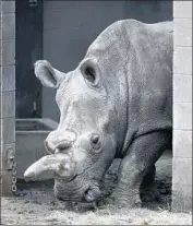  ?? Lenny Ignelzi Associated Press ?? NOLA, the last of eight northern white rhinos the San Diego Zoo had at its Safari Park, died in 2015.