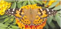  ?? DAVE SIDAWAY/FILES ?? Painted ladies, often mistaken for monarchs, are waiting for winds that they will be able to “surf back to the south.”