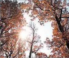  ?? MORTON ARBORETUM ?? Many factors determine the vibrancy of fall colors, including recent weather patterns and the amount of rainfall in the area. Leaves that see the most sun will change first.