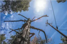  ?? Peter DaSilva / Special to The Chronicle ?? A burned tree stands near one of many replaced PG&amp;E power poles in Napa.