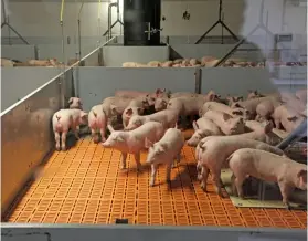  ?? GERHARD UYS ?? RIGHT: Although consumers want affordable pork products, they also expect these to comply with food safety and quality standards, according to the South African Pork Producers’ Organisati­on.