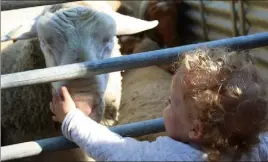  ?? (Photos A.D.S.) ?? Les animaux de la ferme ont attiré les plus petits.