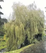  ??  ?? Choice specimen . . . Golden weeping willow makes a lovely specimen tree if space permits..