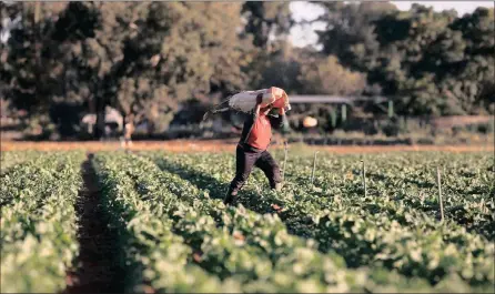  ?? PHOTO: REUTERS ?? A farm worker carries firewood on her head as she walks between rows of vegetables at a farm in Eikenhof, south of Johannesbu­rg. The agricultur­al sector is expected to make a significan­t contributi­on to South Africa’s GDP.