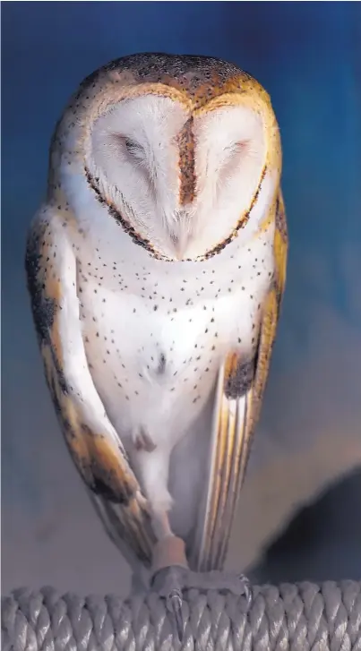  ?? DEAN HANSON/JOURNAL ?? A barn owl at the Wildlife West Nature Park.