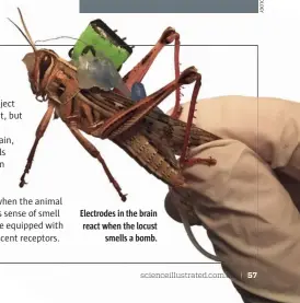  ??  ?? Electrodes in the brain react when the locust smells a bomb.