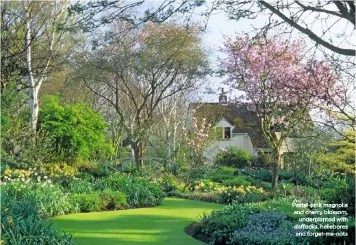  ??  ?? Pastel-pink magnolia and cherry blossom, underplant­ed with daffodils, hellebores and forget-me-nots