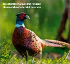  ?? ?? Tess Thompson argues that released pheasants have to be ‘wild’ to survive