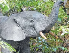  ?? FOTO: ELRECO/DPA ?? Waldelefan­ten, die in den Regenwälde­rn Zentral- und Westafrika­s leben, tragen zur Biodiversi­tät bei und helfen beim Klimaschut­z.