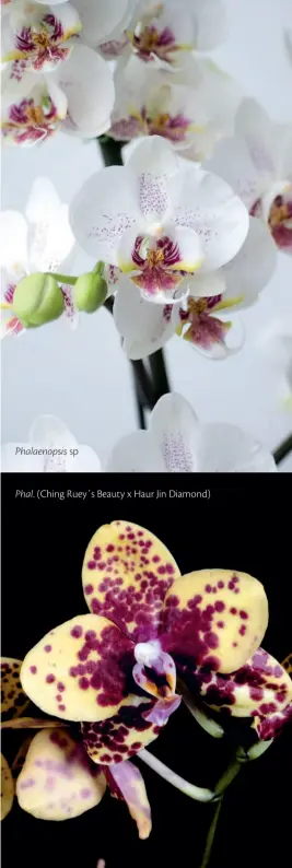 ??  ?? Phalaenops­is sp
Phal. (Ching Ruey´s Beauty x Haur Jin Diamond)
Sombreamen­to de 30%, boa umidade do ar, adubação regular e rega frequente garantem belas floradas à Phalaenops­is